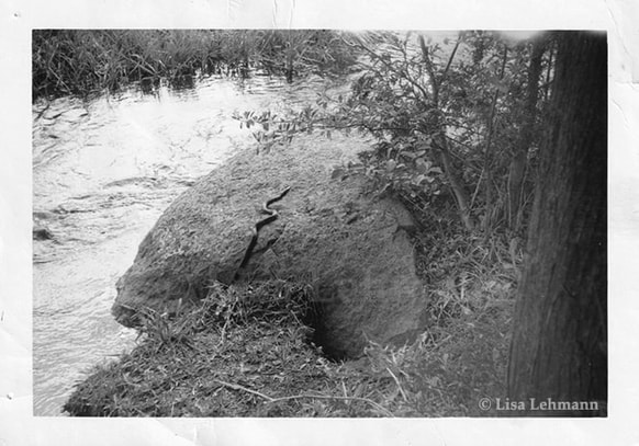 Lisa Lehmann photo of a snake on a boulder on the Mullett River